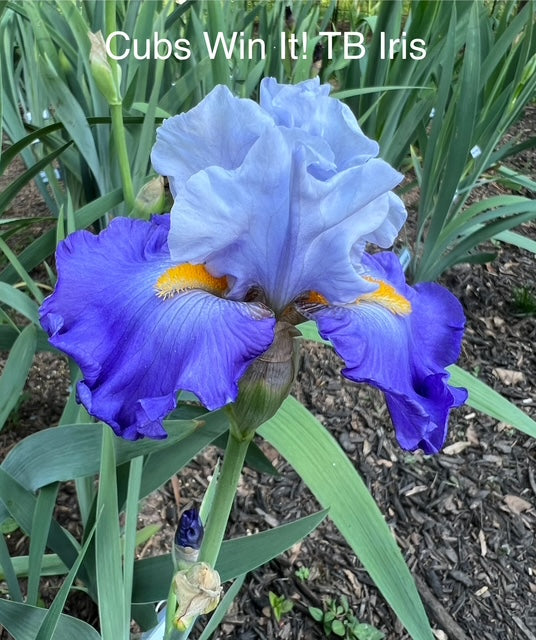 Cubs Win It TB Iris (Schreiner 2017)