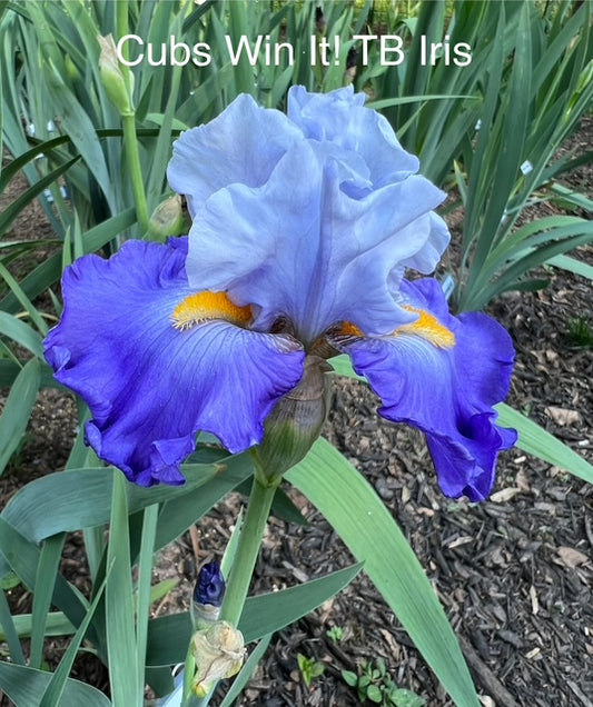 Cubs Win It TB Iris (Schreiner 2017)