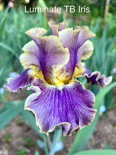 Luminate TB Iris (Sutton 2018)