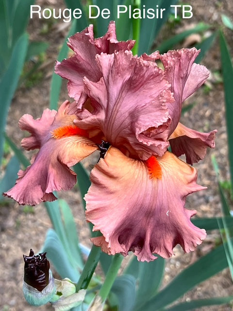 Rouge De Plaisir TB Iris (Cayeaux 2019)