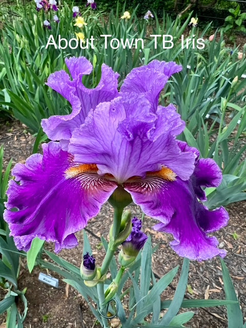 About Town TB Iris (Blythe 1996)