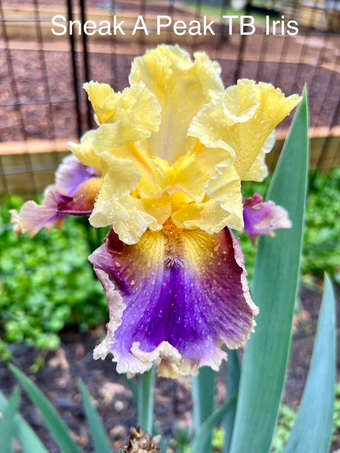 Sneak A Peak (Burseen 2012)