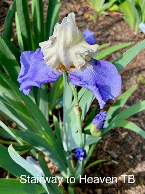 Stairway to Heaven TB Iris (Lauer 1992)