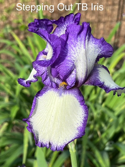 Stepping Out TB Iris (Schreiners 1964)