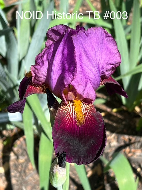 Mamaw's NOID #003 Wine and Burgundy TB Iris