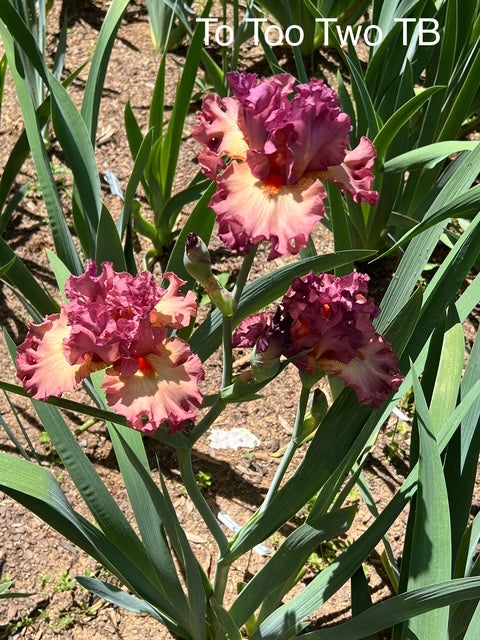 To Too Two TB Iris (Black 2022)
