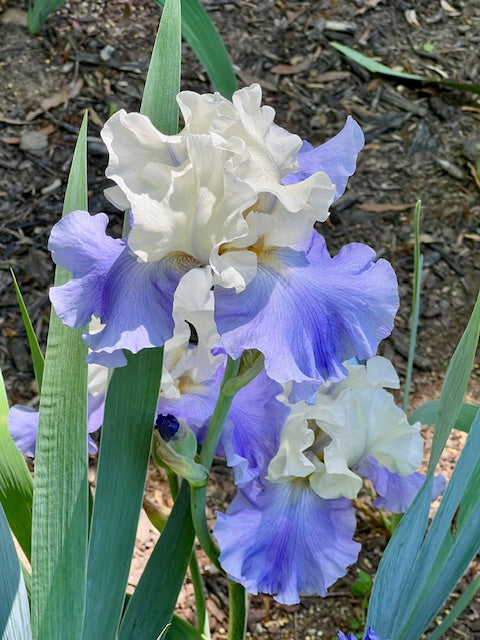 Stairway to Heaven TB Iris (Lauer 1992)