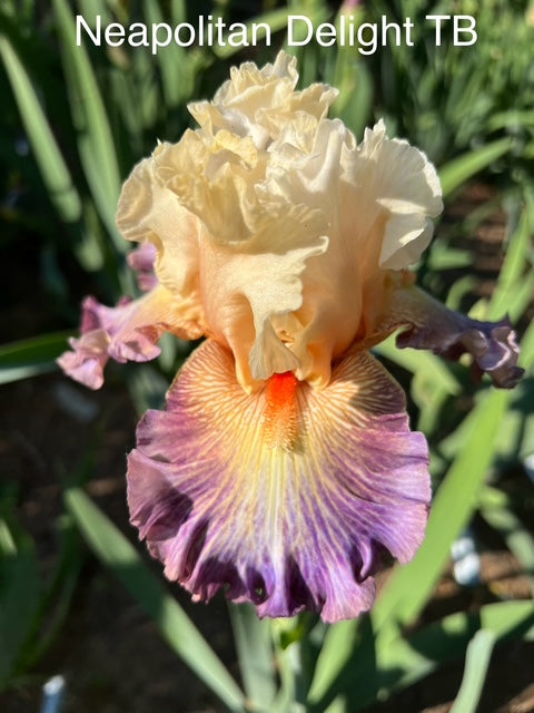 Neapolitan Delight TB Iris (Johnson 2024)