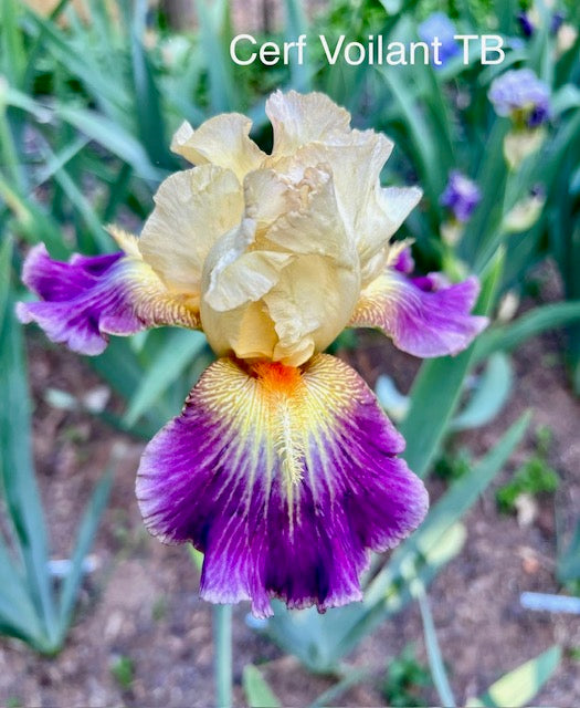 Cerf Volant TB Iris (Cayeux 2002)