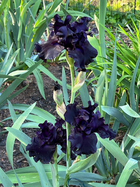 Black Friday TB Iris (Schreiner 2020)