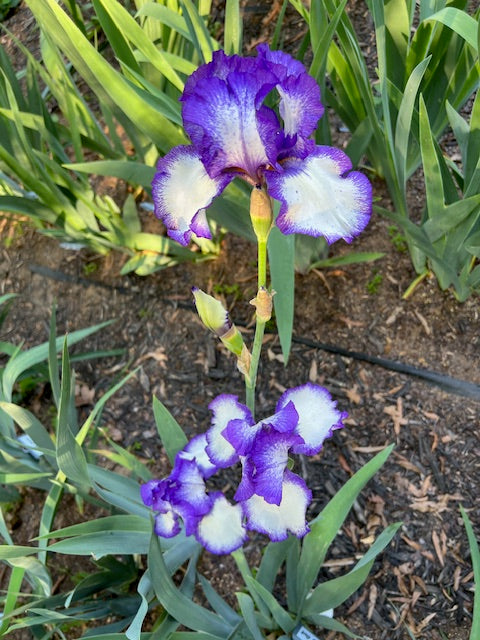 Stepping Out TB Iris (Schreiners 1964)