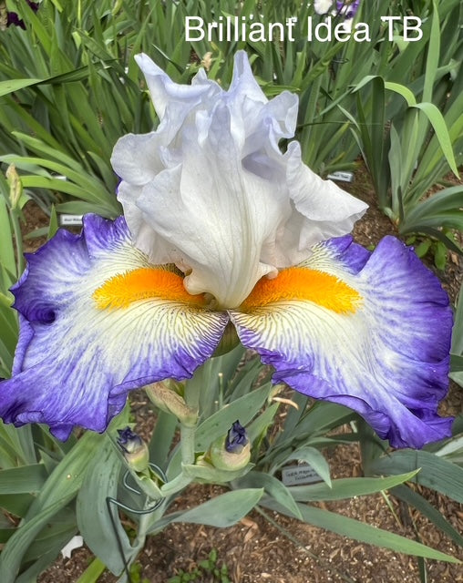 Brilliant Idea TB Iris (Keppel 2008)