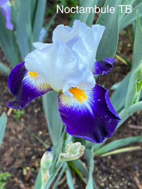Noctambule TB Iris (Cayeux 2005)