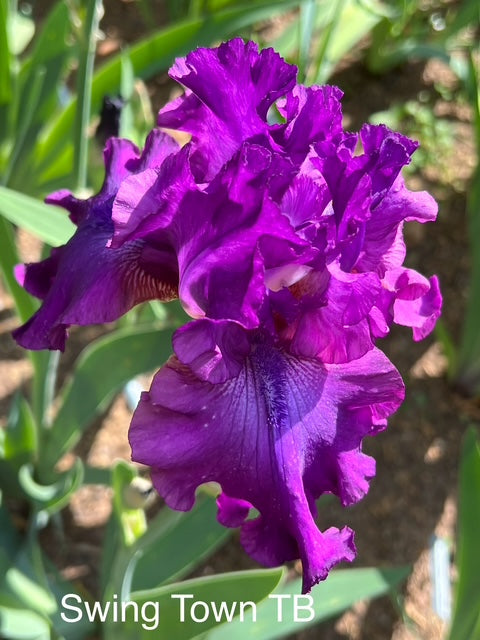 Swingtown TB Iris (Schreiner 1996)