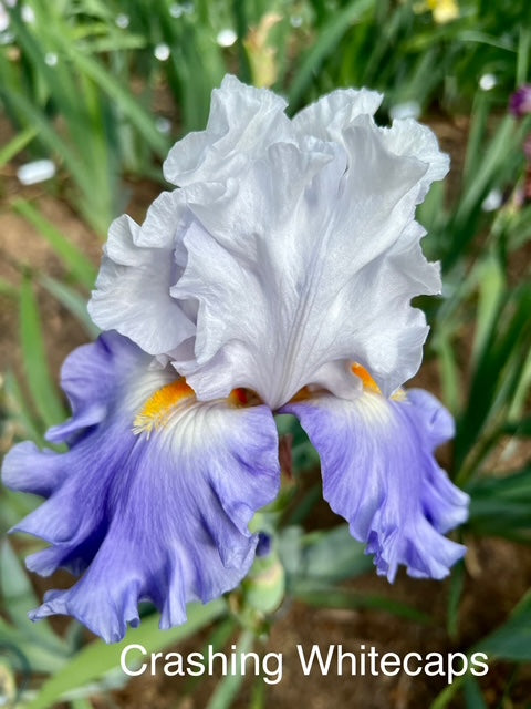 Crashing Whitecaps TB Iris (Black 2020)