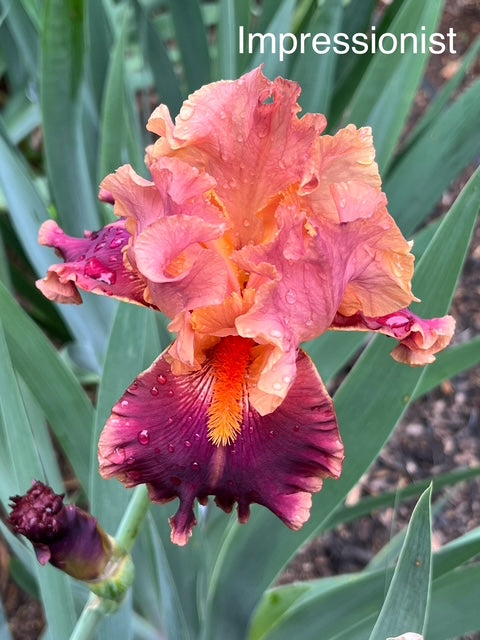 Impressionist TB Iris (Ghio 1987)