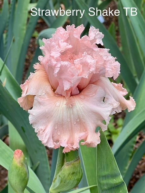 Strawberry Shake TB Iris (Keppel 2011)