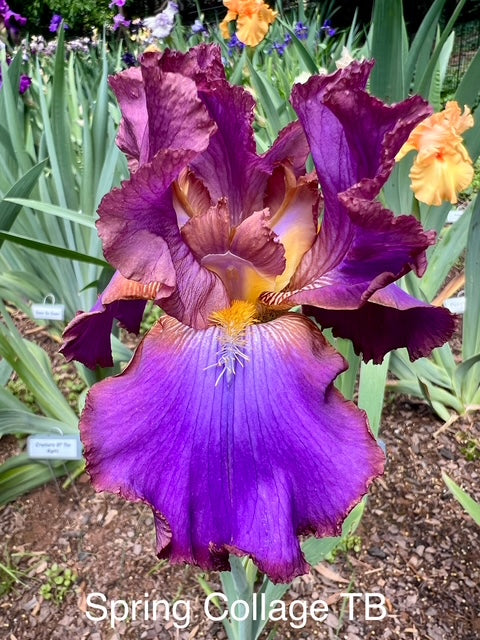 Spring Collage TB Iris (Hedgcock 2015)