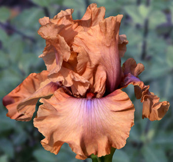 I Must Have It TB Iris (Black 2011)
