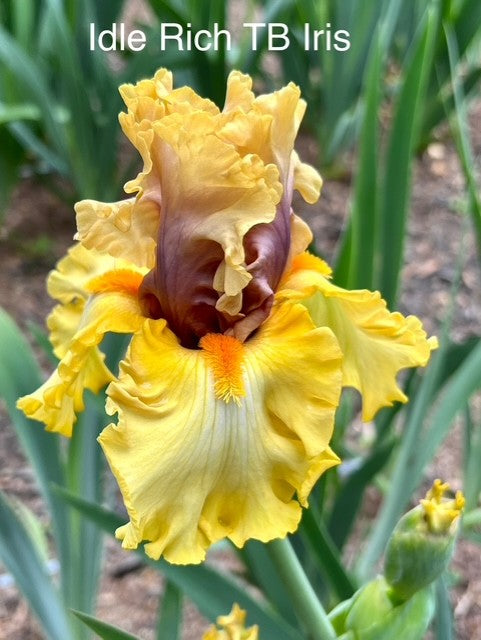 Idle Rich TB Iris (Keppel 2015)