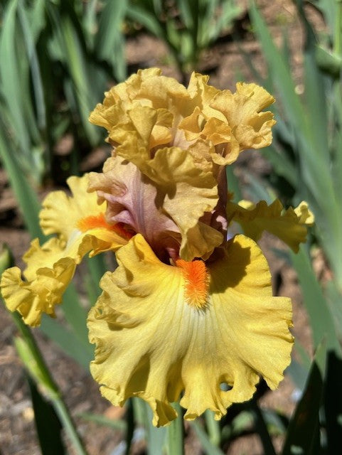 Idle Rich TB Iris (Keppel 2015)