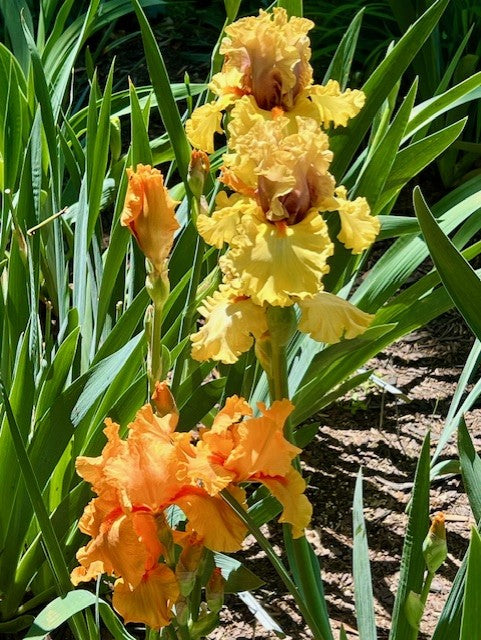 Idle Rich TB Iris (Keppel 2015)