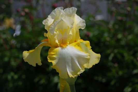 Jeweled Starlight Historical TB Iris (Burch 1979)