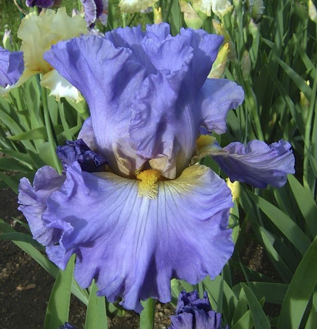 Juke Box Hero TB Iris (Lauer 2003)