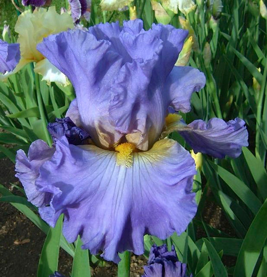 Juke Box Hero TB Iris (Lauer 2003)