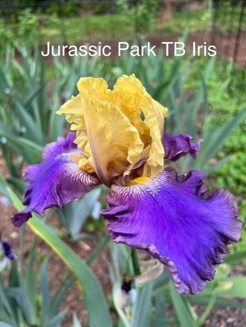 Jurassic Park TB Iris (Lauer 1995)