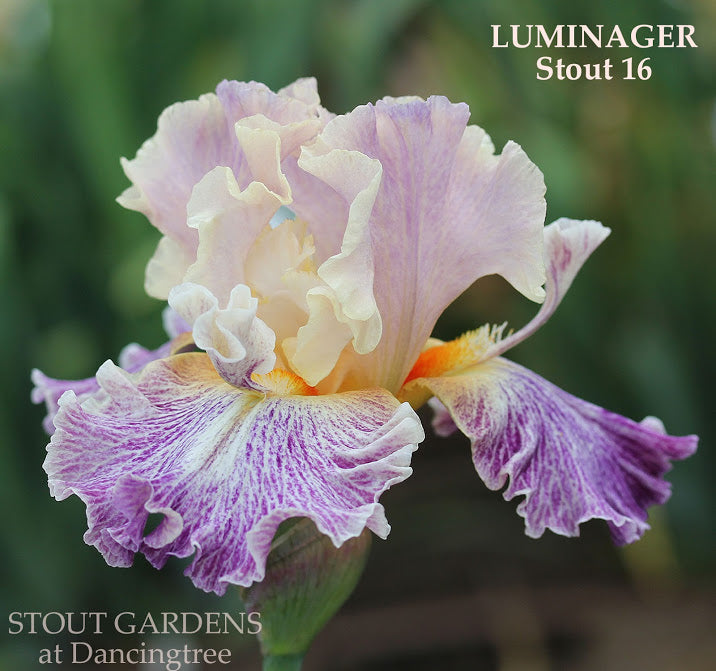 Luminager TB SPA