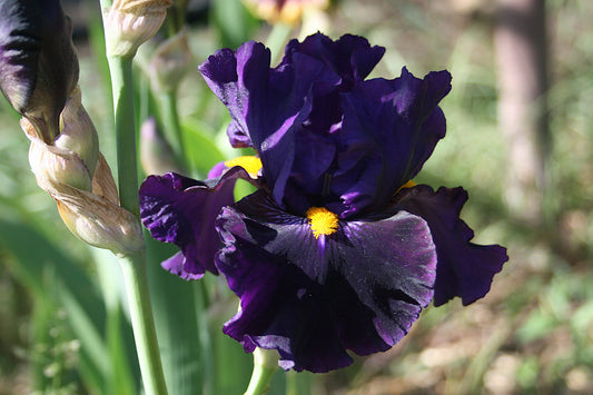 Lady of the Night TB Iris (Black 2007)