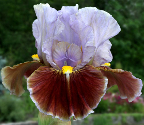 Man's Best Friend IB Iris (Black 2008)