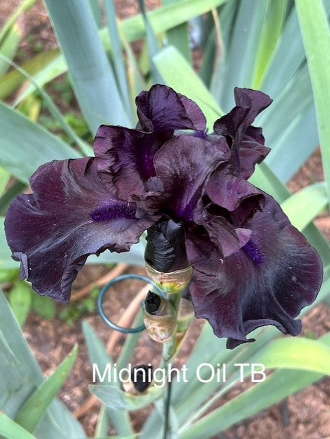 Midnight Oil TB Iris (Keppel 1997)
