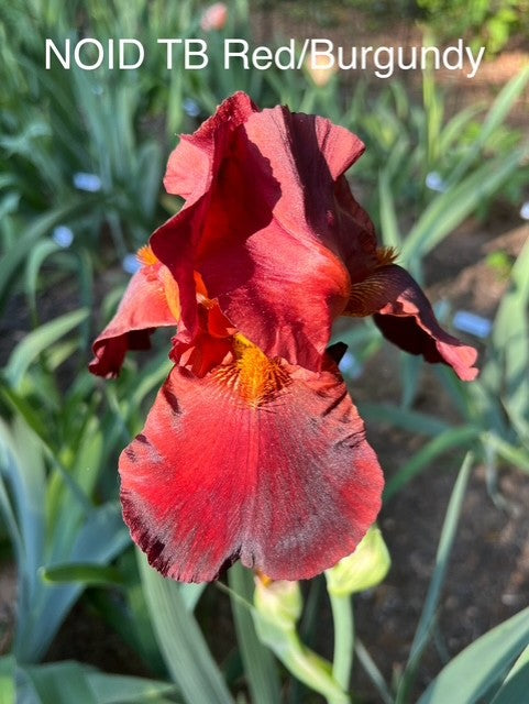 NOID #005 Dark Big Red TB Iris