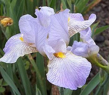 Oregon Mist MTB Iris (Edinger 2014)