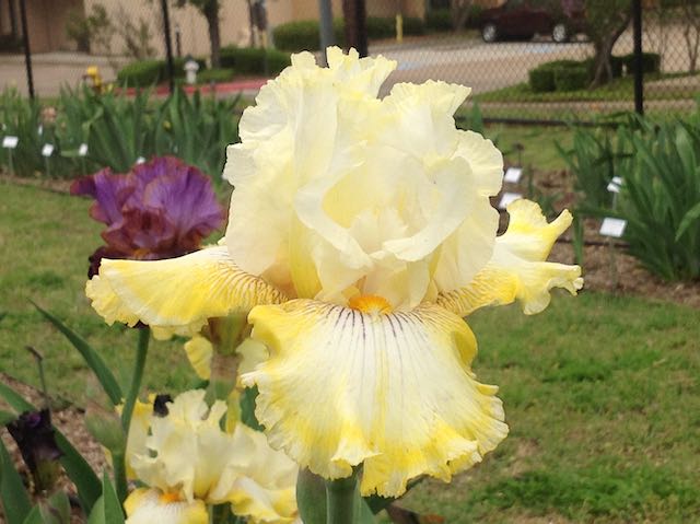 Oceanside Sparkle TB Iris (Ernst 2011)