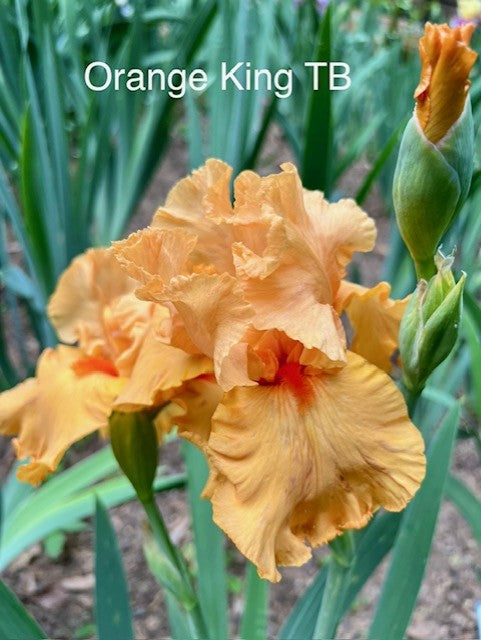Orange King TB Iris (Schreiner 2008)