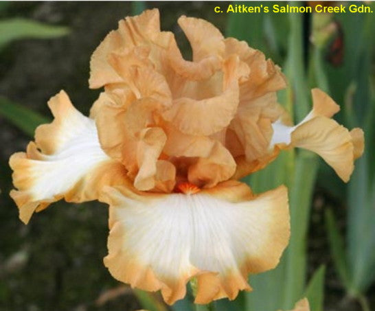 Orange Titan TB Iris (Aitken 2007)
