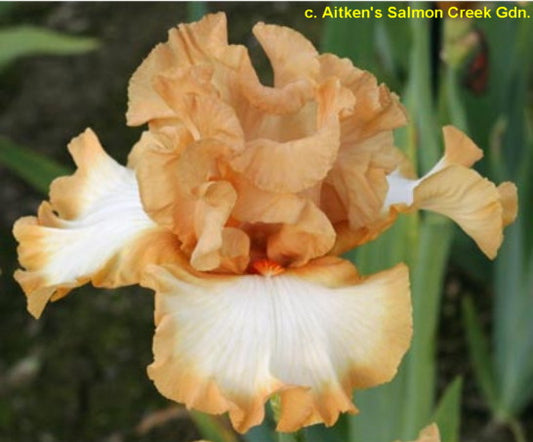 Orange Titan TB Iris (Aitken 2007)