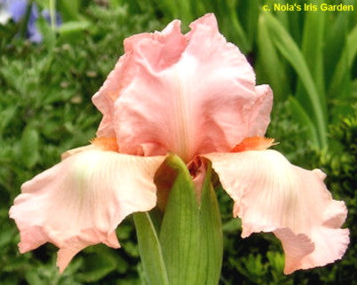 Pink Design TB Iris (Spoon 1997)