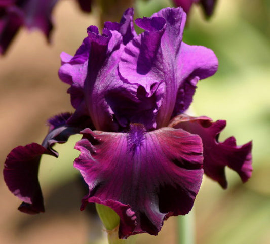 Plum Fun TB Iris (Schreiner 2001)