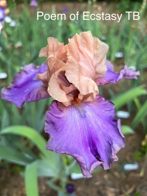 Poem of Ecstasy TB Iris (Hager 1995)