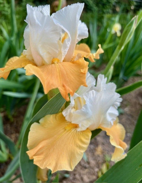 Pumpkin Cheesecake TB Iris (Niswonger 1995)