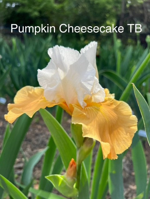 Pumpkin Cheesecake TB Iris (Niswonger 1995)