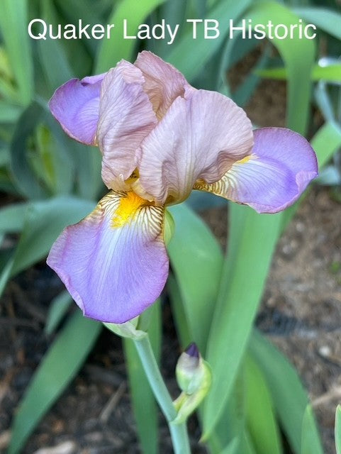 Quaker Lady TB Historical Iris (Farr 1909)