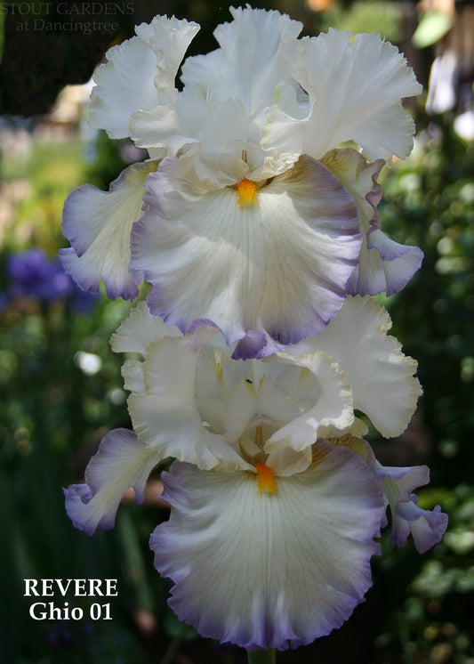 Revere TB Iris (Ghio 2001)