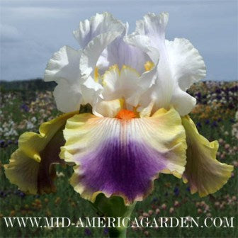 Stir It Up TB Iris (Johnson 2010)
