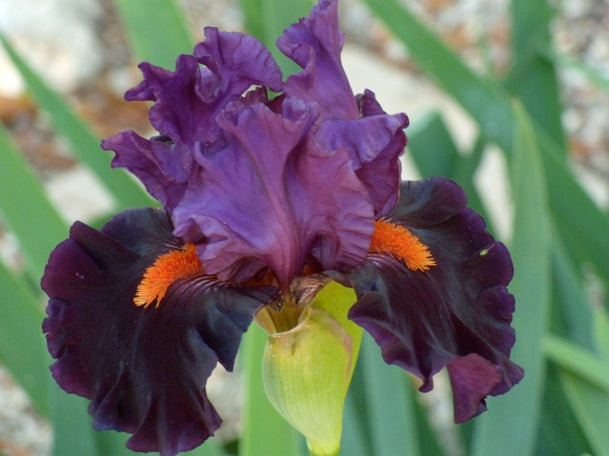 Sharp Dressed Man TB Iris (Johnson 2010)