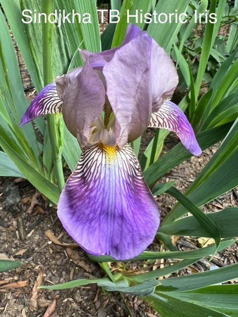 Sindjkha TB Historical Iris 1918 (Sturtevant 1918)